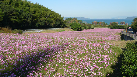 今津中田コスモス広場(1)