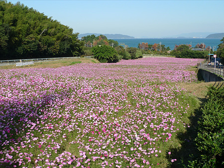 今津中田コスモス広場(2)