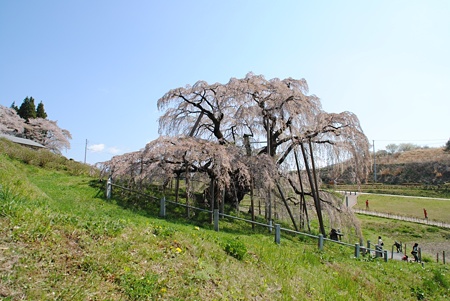 miharutakizakura22