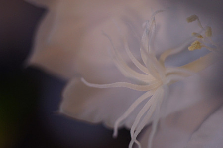 nex511052703
