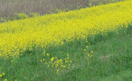 ツバメと菜の花1