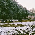 雪の中の馬