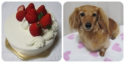 20120121 BIRTHDAY CAKE & JURI(シャンプー後)