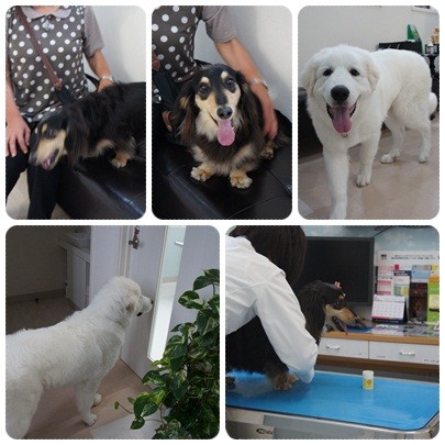 20120605 MAROとシンバ