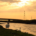 白鳥　夕暮れの長曽川
