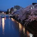 浅野川大橋と満開のソメイヨシノ