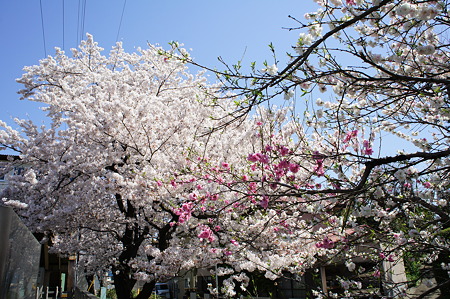 抜けるような青空に満開の桜