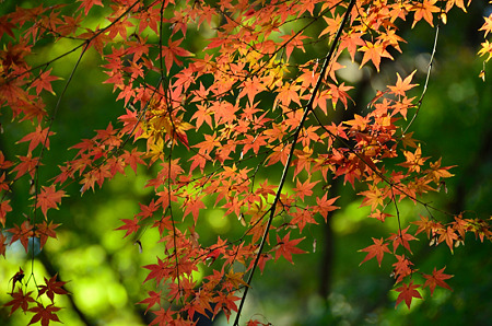 紅葉燦