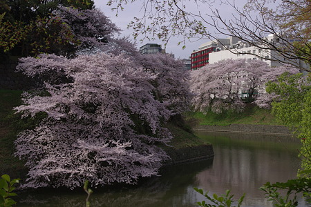 千鳥ヶ淵 (2)