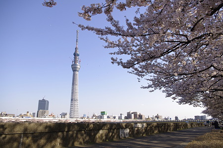 桜とスカイツリー (13)