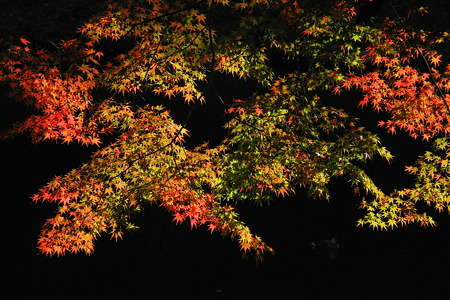 亀山公園の紅葉・3