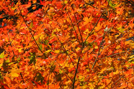 高取城跡の紅葉-12