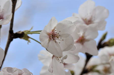 R369の桜・2