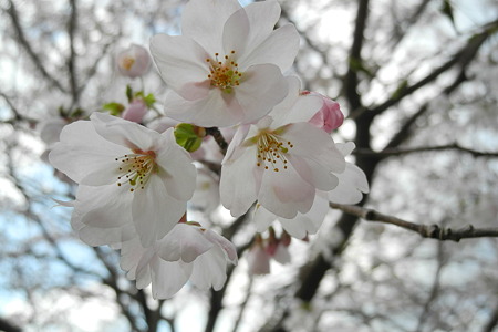 R369の桜・5