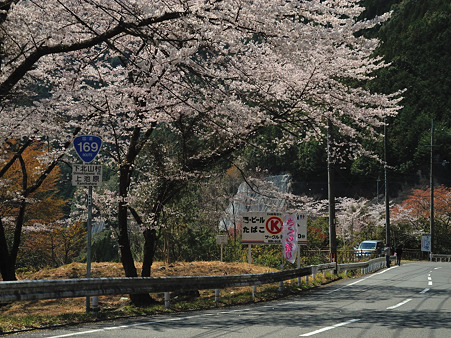 下北山村の桜・1