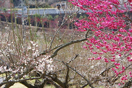 120226豊岡梅園09