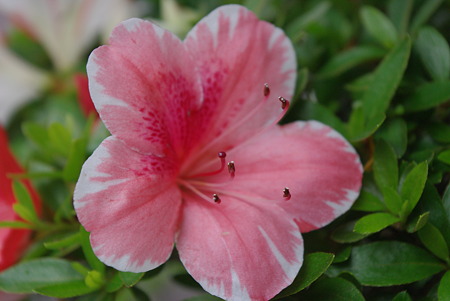 さつきの花04