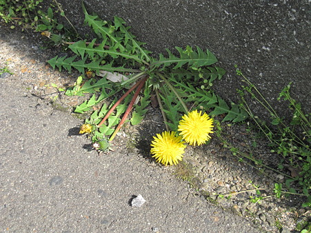 untitled(たんぽぽ)