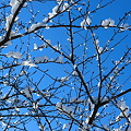 冬の白い 桜咲く