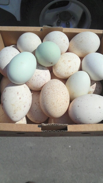 七面鳥の卵もらった 有精 写真共有サイト フォト蔵
