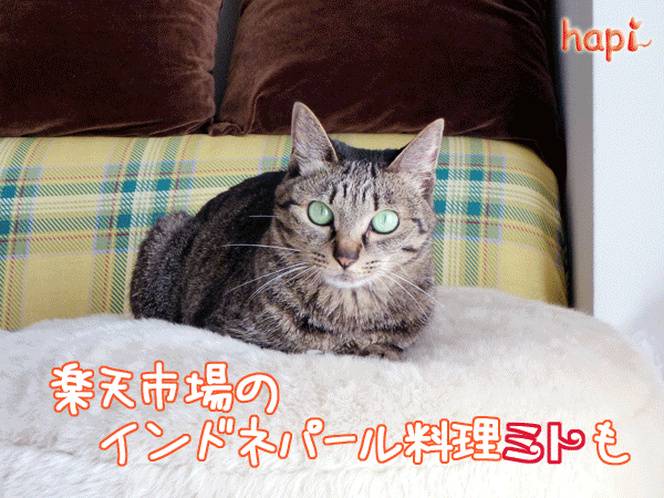 Photos: 110805-【猫アニメ】祝！楽天市場にミトがオープンにゃ☆