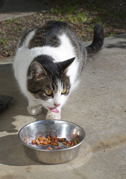 Photos: 食べてる時は別猫