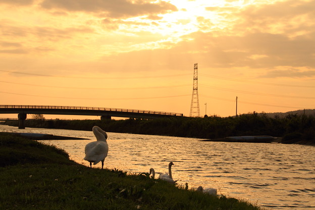 Photos: 白鳥　夕暮れの長曽川